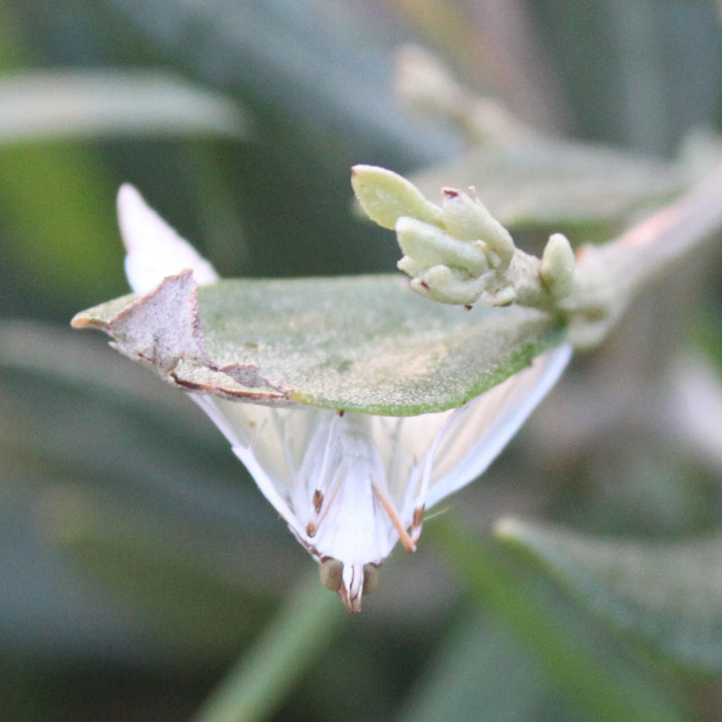 identificazione farfalla